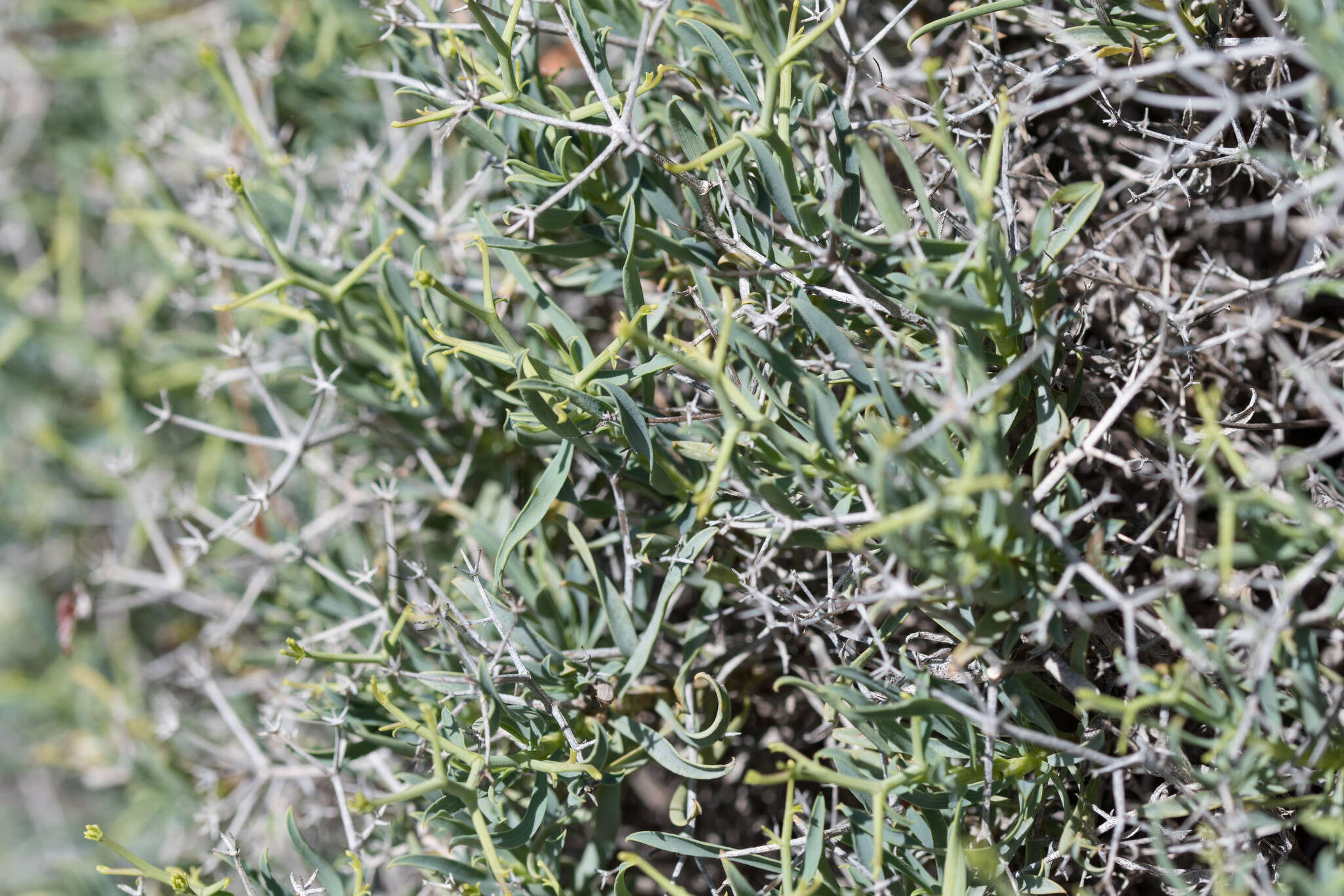 Image of Bupleurum fruticescens subsp. spinosum (Gouan) O. Bolos & Vigo