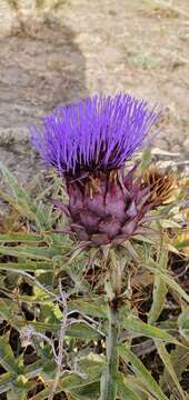 Image of Cynara cardunculus subsp. cardunculus