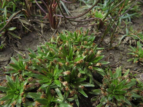 Plantago uniglumis Wallr. ex Walp. resmi