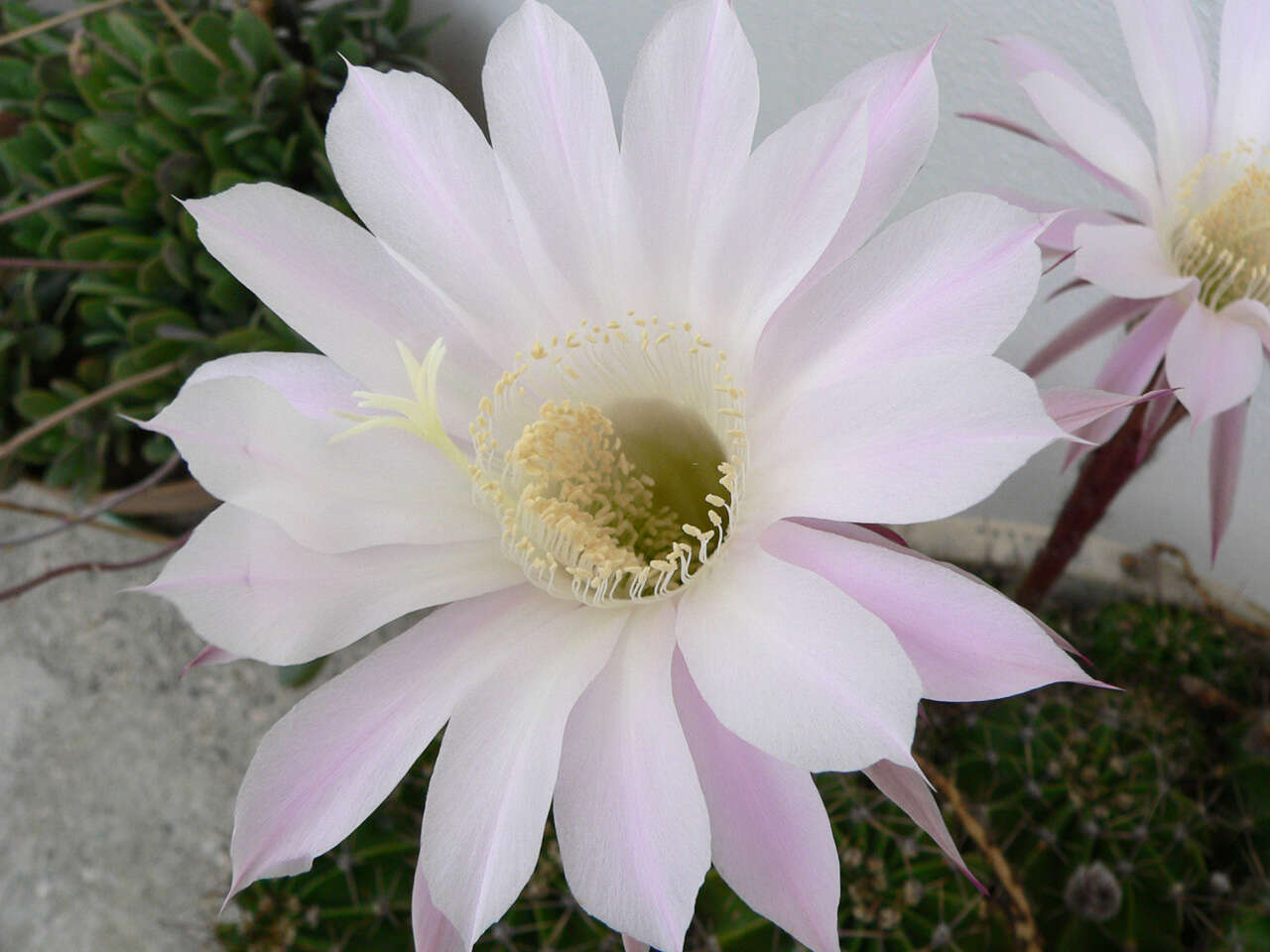 Image de Echinopsis oxygona
