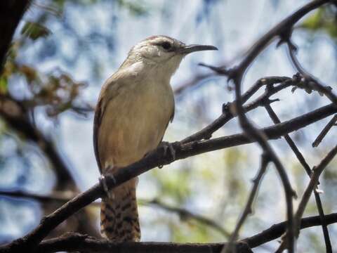 Image of Superciliated Wren