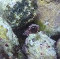 Image of orange claw hermit crab