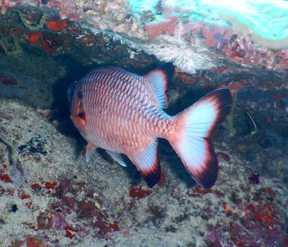 Image of Blackfin Soldierfish