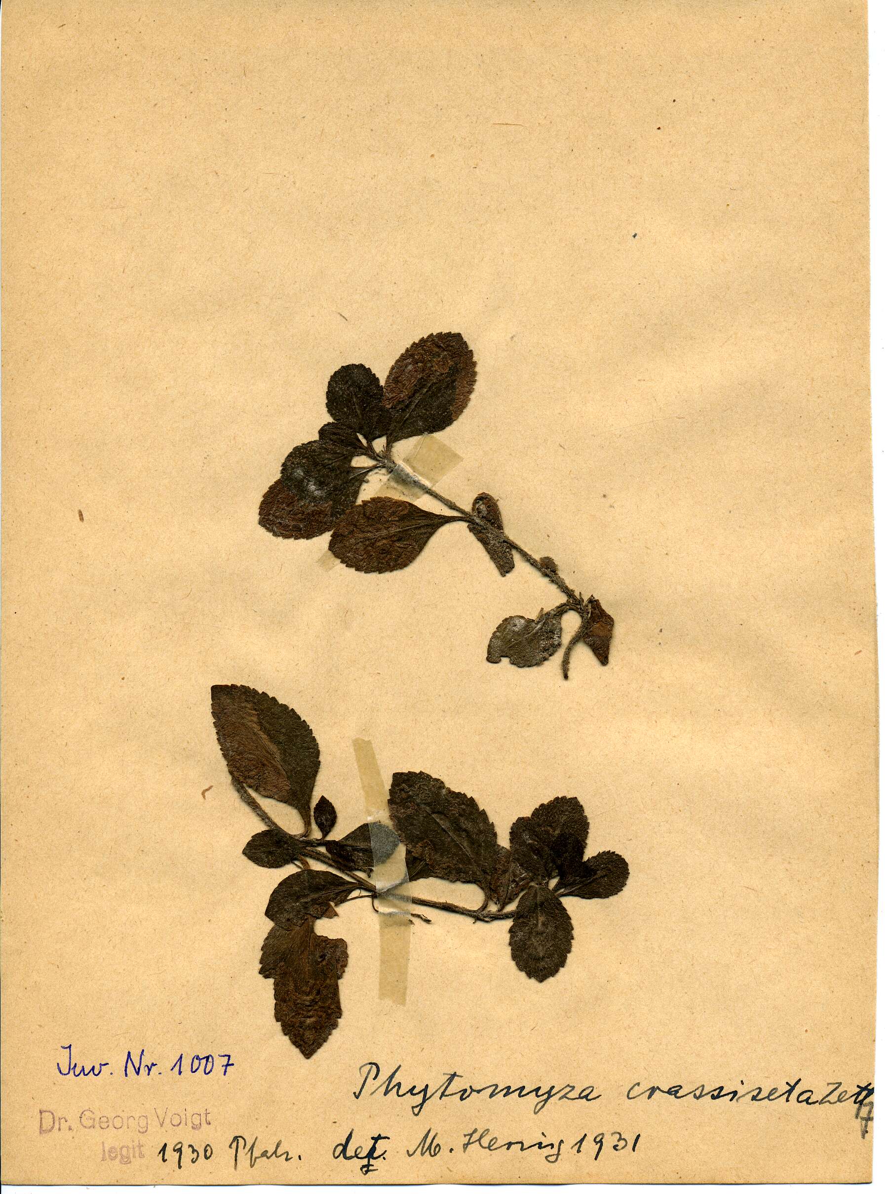 Image of Phytomyza crassiseta Zetterstedt 1860