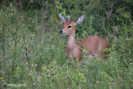 Image of Steenbok