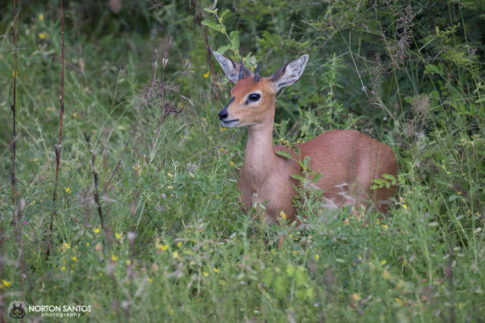 Image of Steenbok