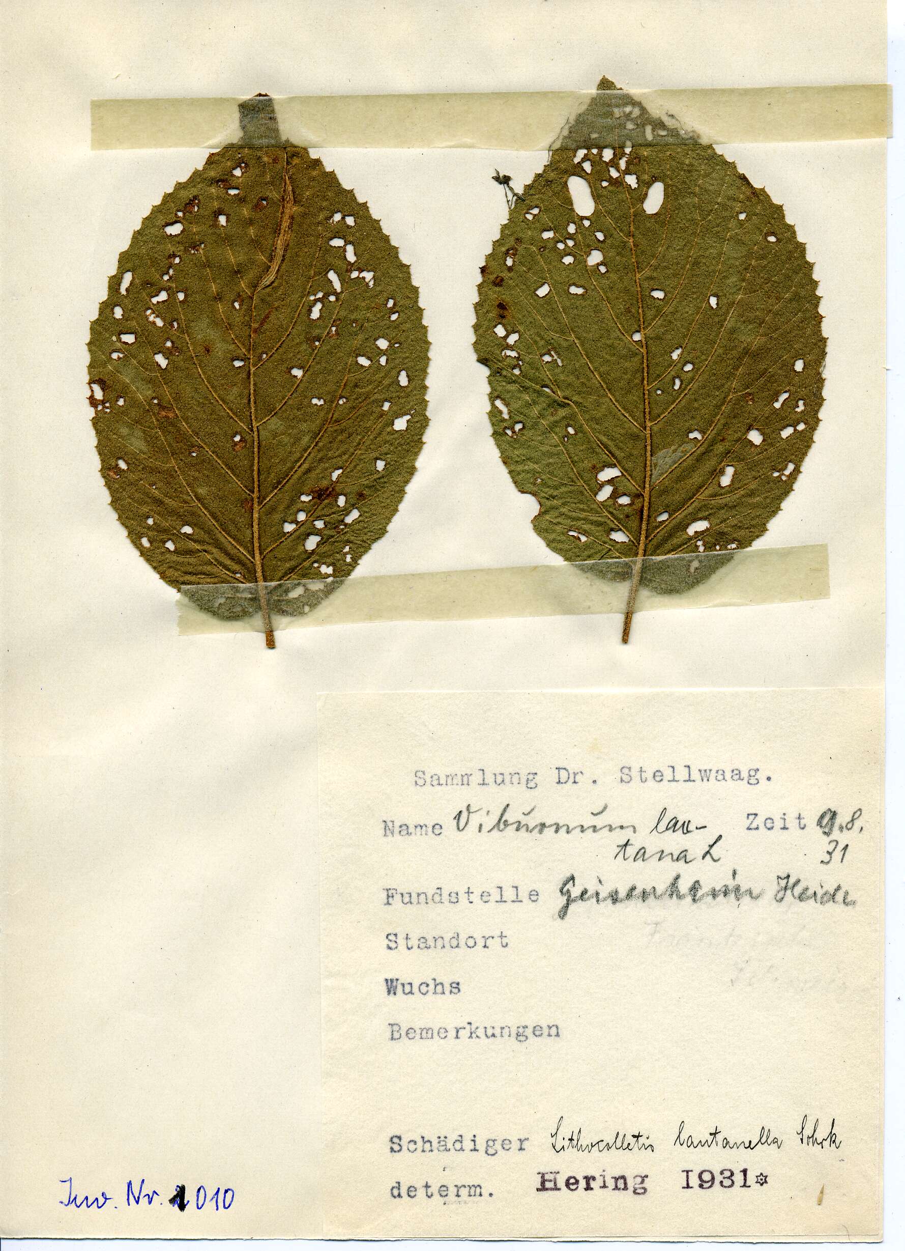 صورة Phyllonorycter lantanella (Schrank 1802)