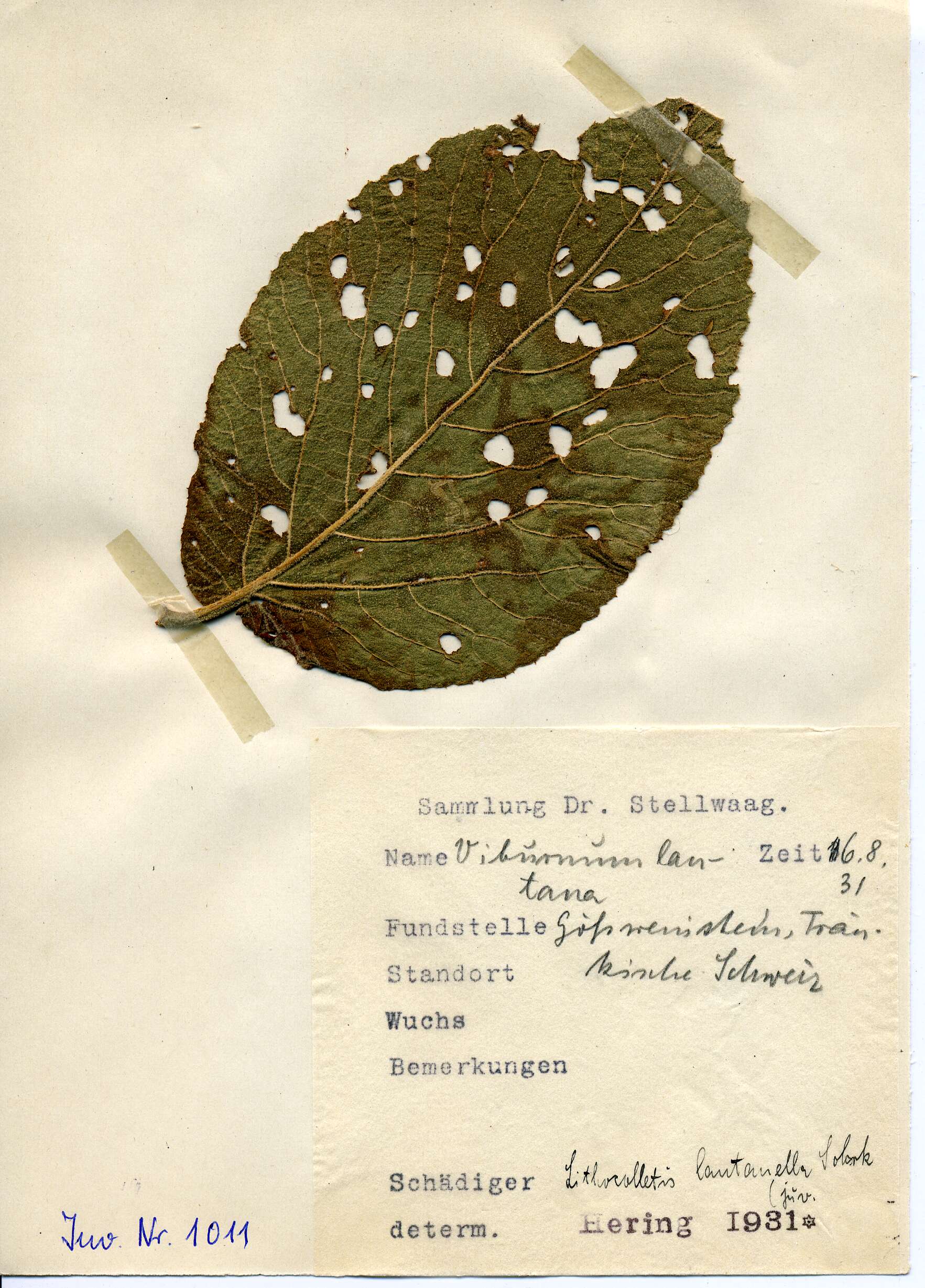 صورة Phyllonorycter lantanella (Schrank 1802)