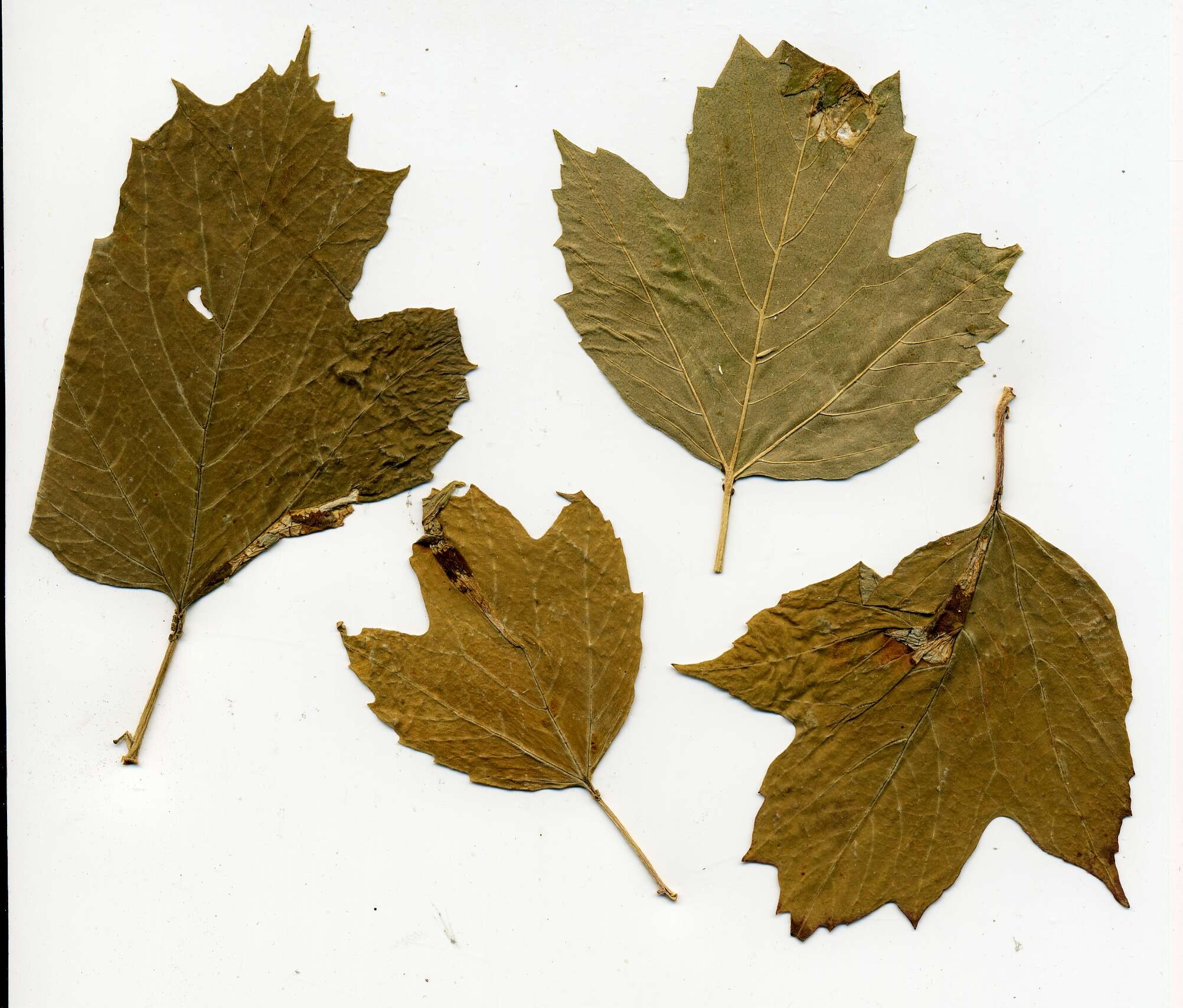 Image of Viburnum Midget