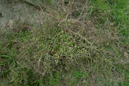 Imagem de Coprosma rhamnoides A. Cunn.