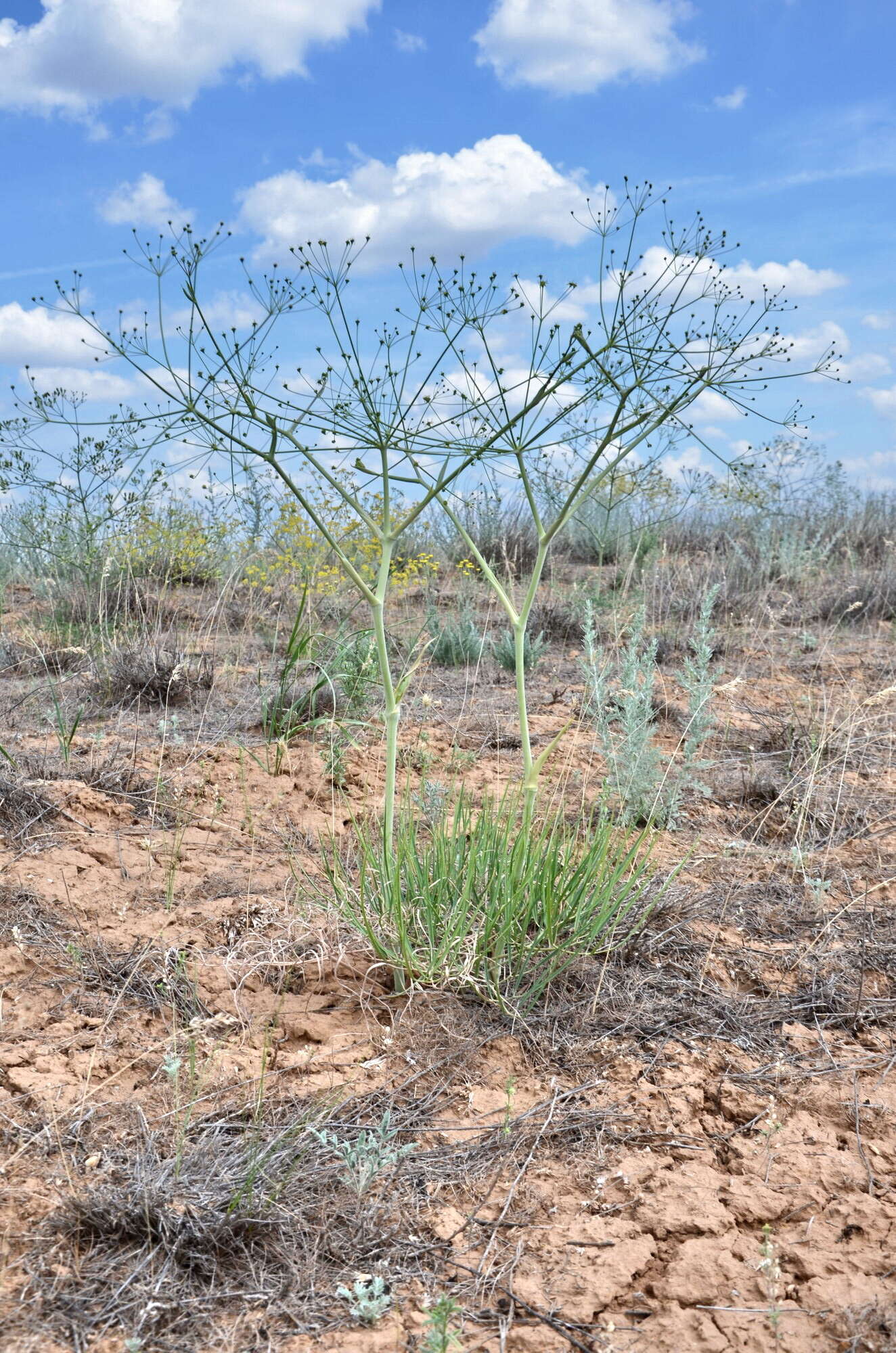 Image of Eriosynaphe longifolia (Fisch. ex Spreng.) DC.