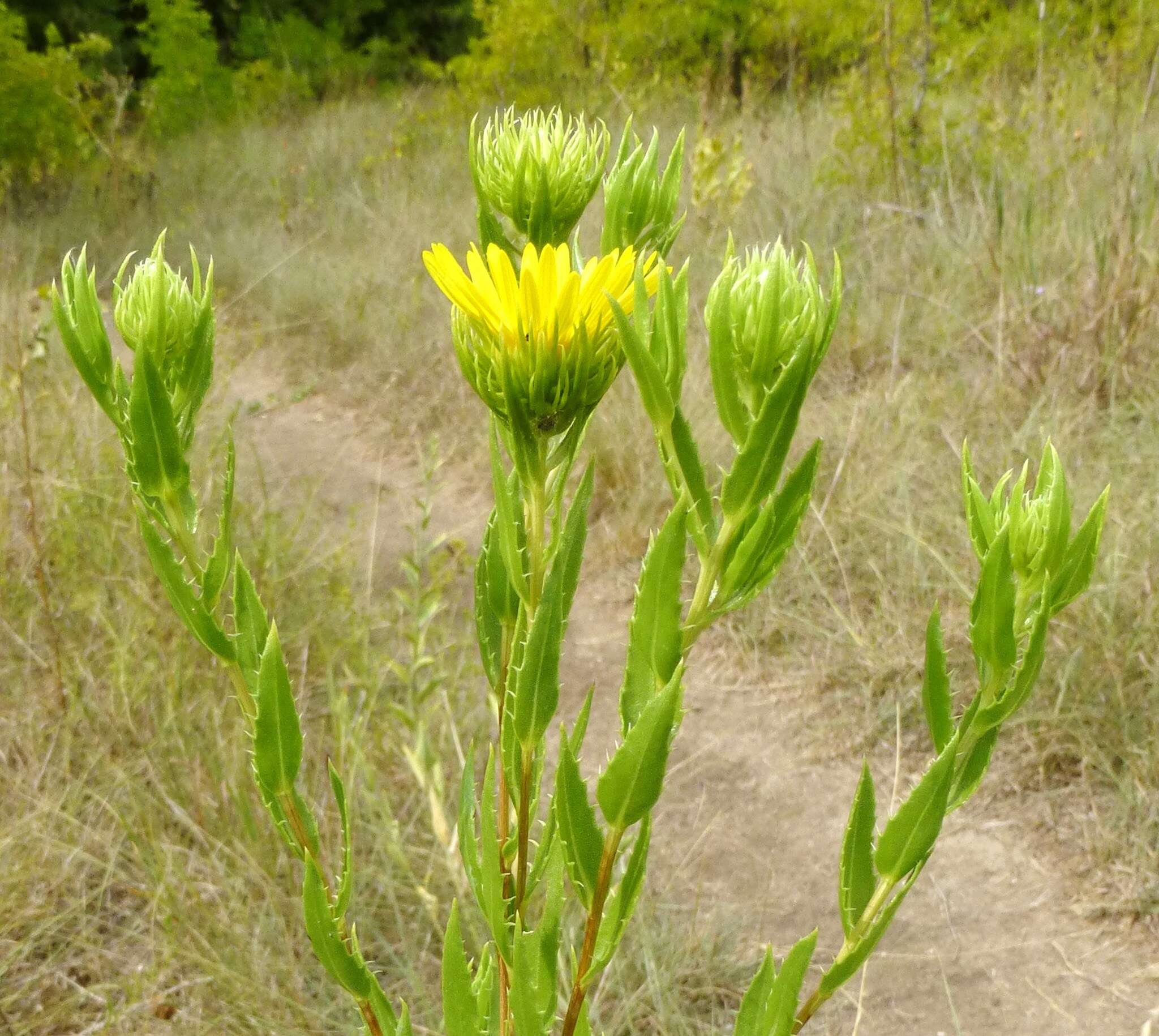 Image of narrowleaf gumweed