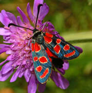 Image of Zygaena carniolica Scopoli 1763