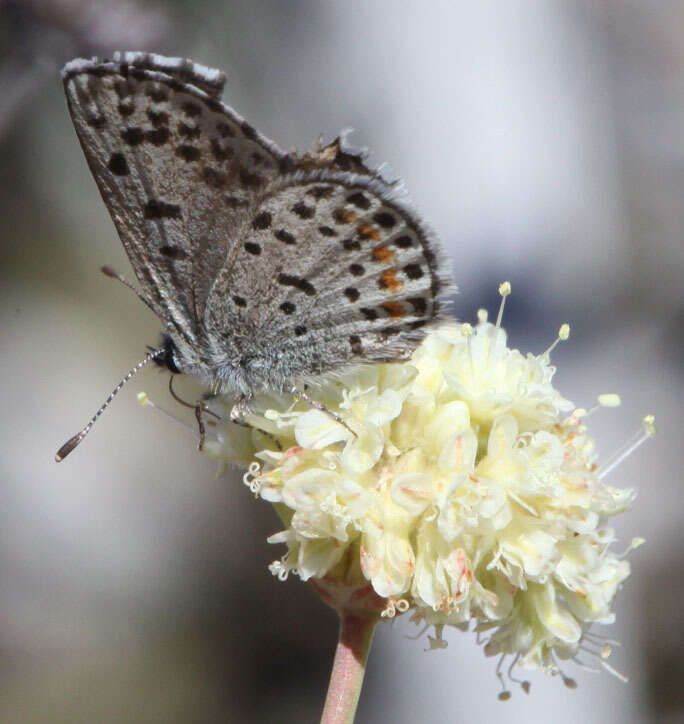 Euphilotes enoptes (Boisduval 1852)的圖片