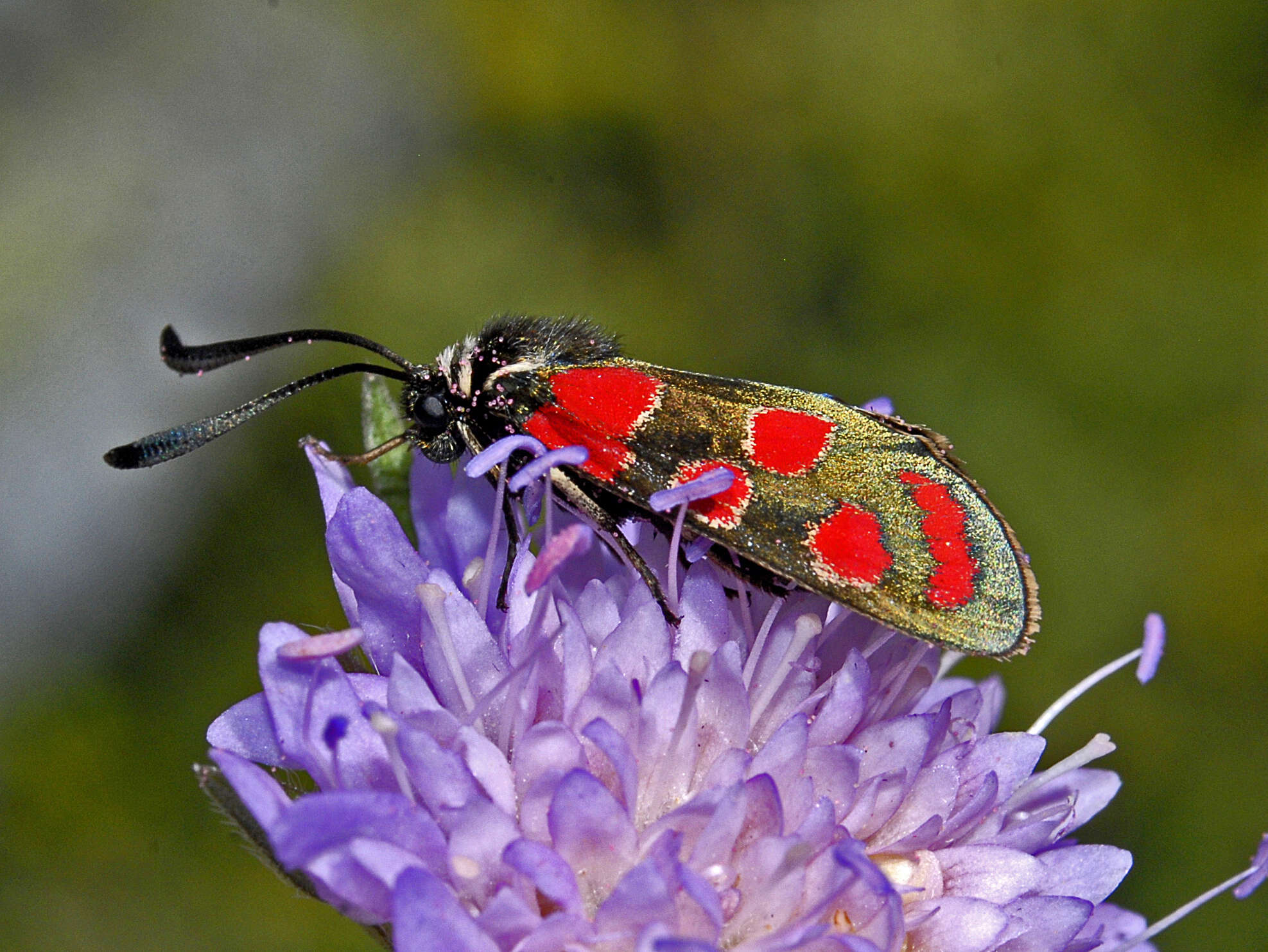 Image of Zygaena carniolica Scopoli 1763