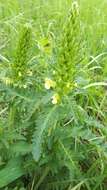 Image of Pedicularis kaufmannii Pinzger