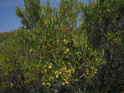 Image of Dodonaea viscosa subsp. viscosa