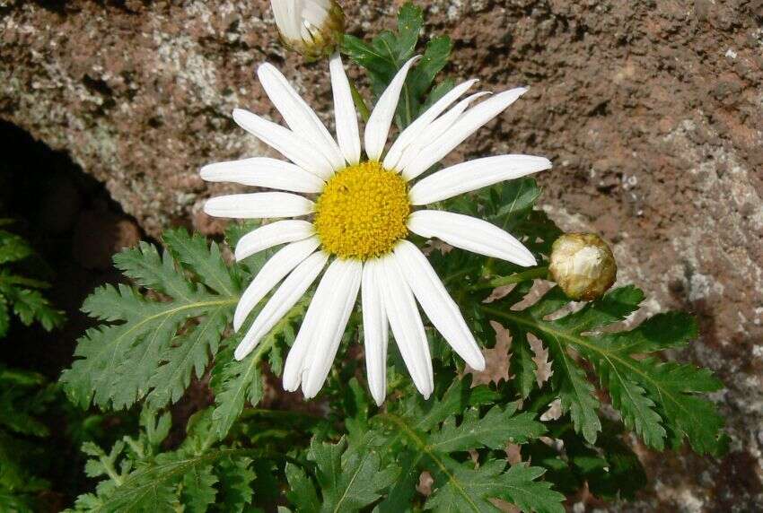 Plancia ëd Argyranthemum broussonetii (Pers.) C. J. Humphries