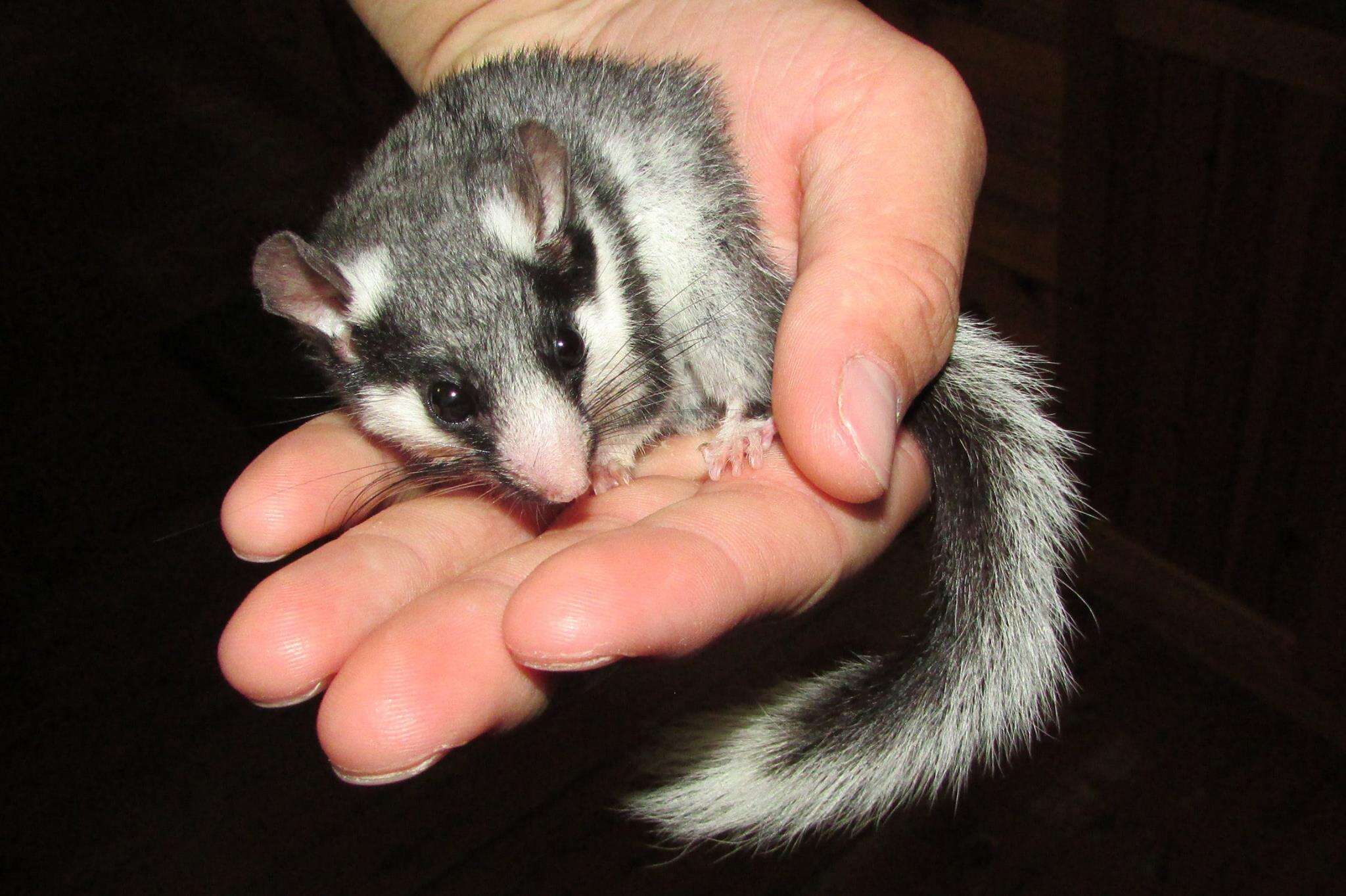 Image of Cape Dormouse