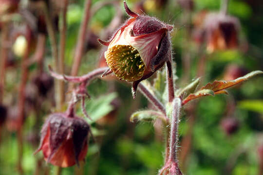 Image of Water Avens