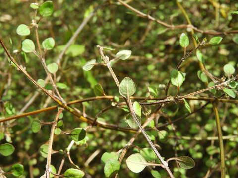 Teucrium parvifolium (Hook. fil.) Kattari & Salmaki的圖片