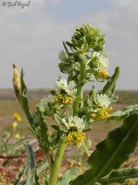 Image of Reseda arabica Boiss.