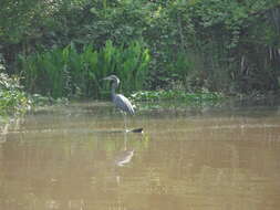 Image of Tricolored Heron