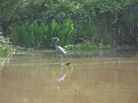 Image de Aigrette tricolore