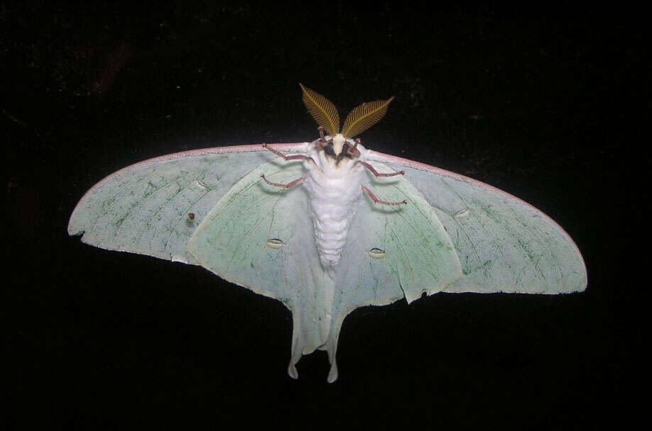 Image of Actias artemis (Bremer & Grey 1853)