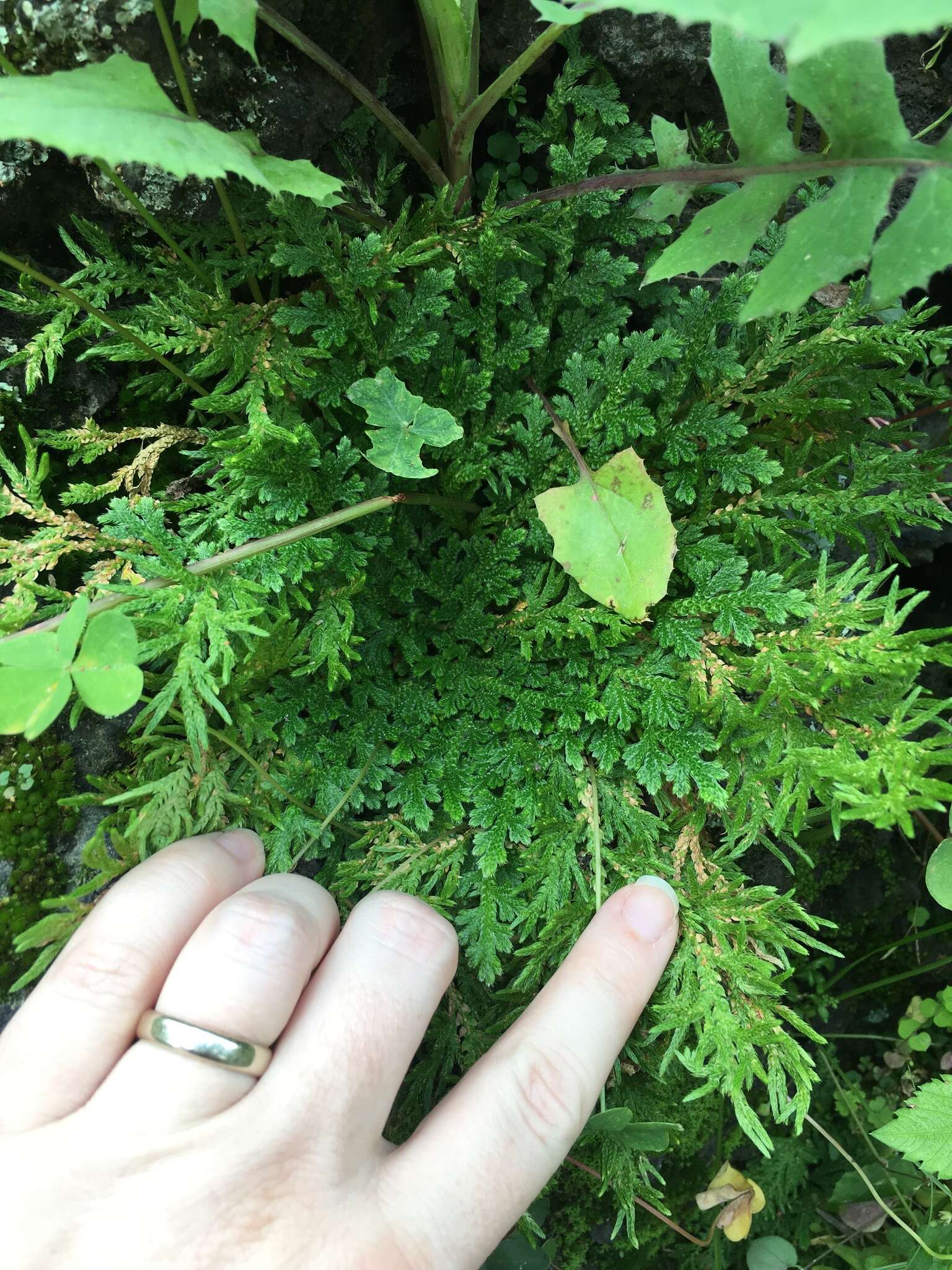 Selaginella lepidophylla (Hook. & Grev.) Spring resmi