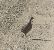 Image of Red-necked Francolin