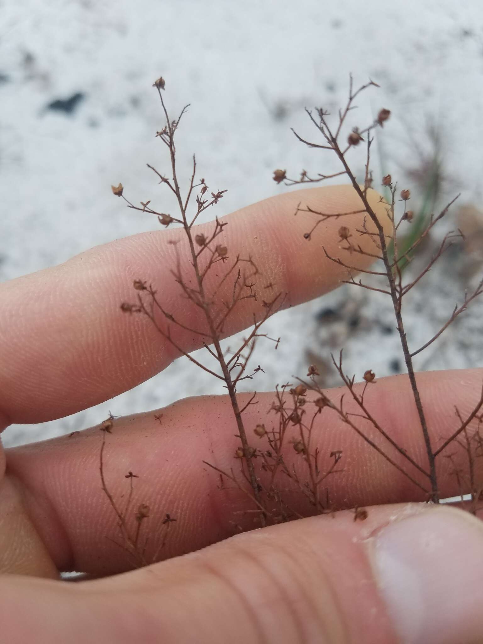 Image of Deckert's pinweed