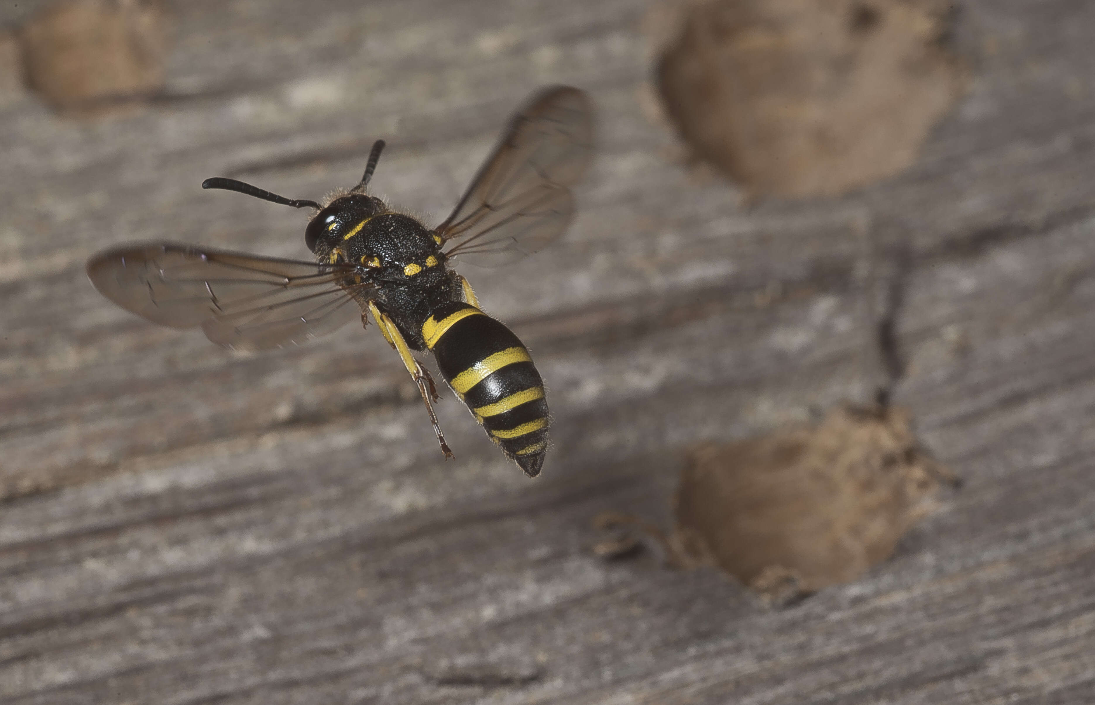 Image of Ancistrocerus nigricornis (Curtis 1826)