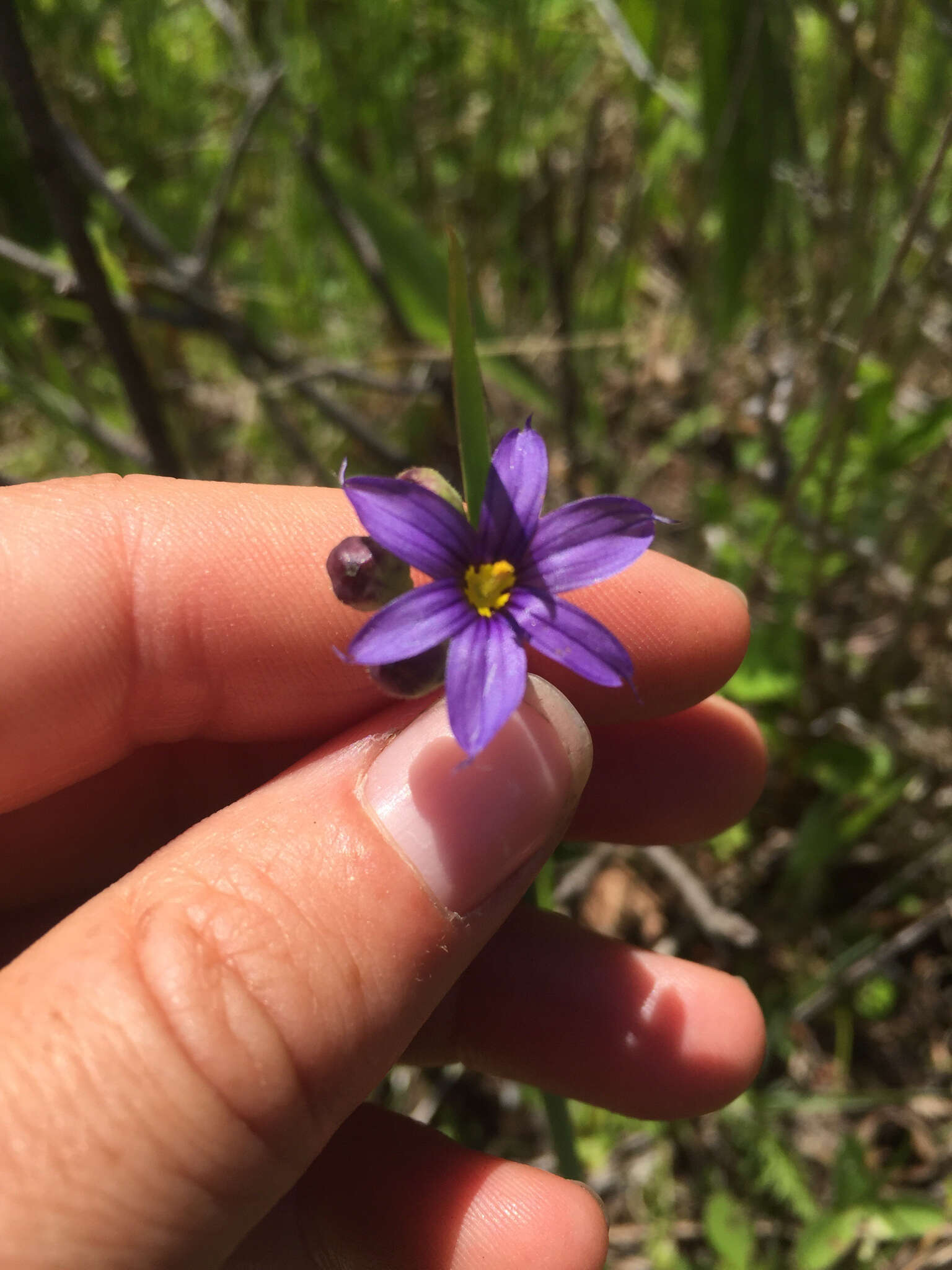 Image of strict blue-eyed grass