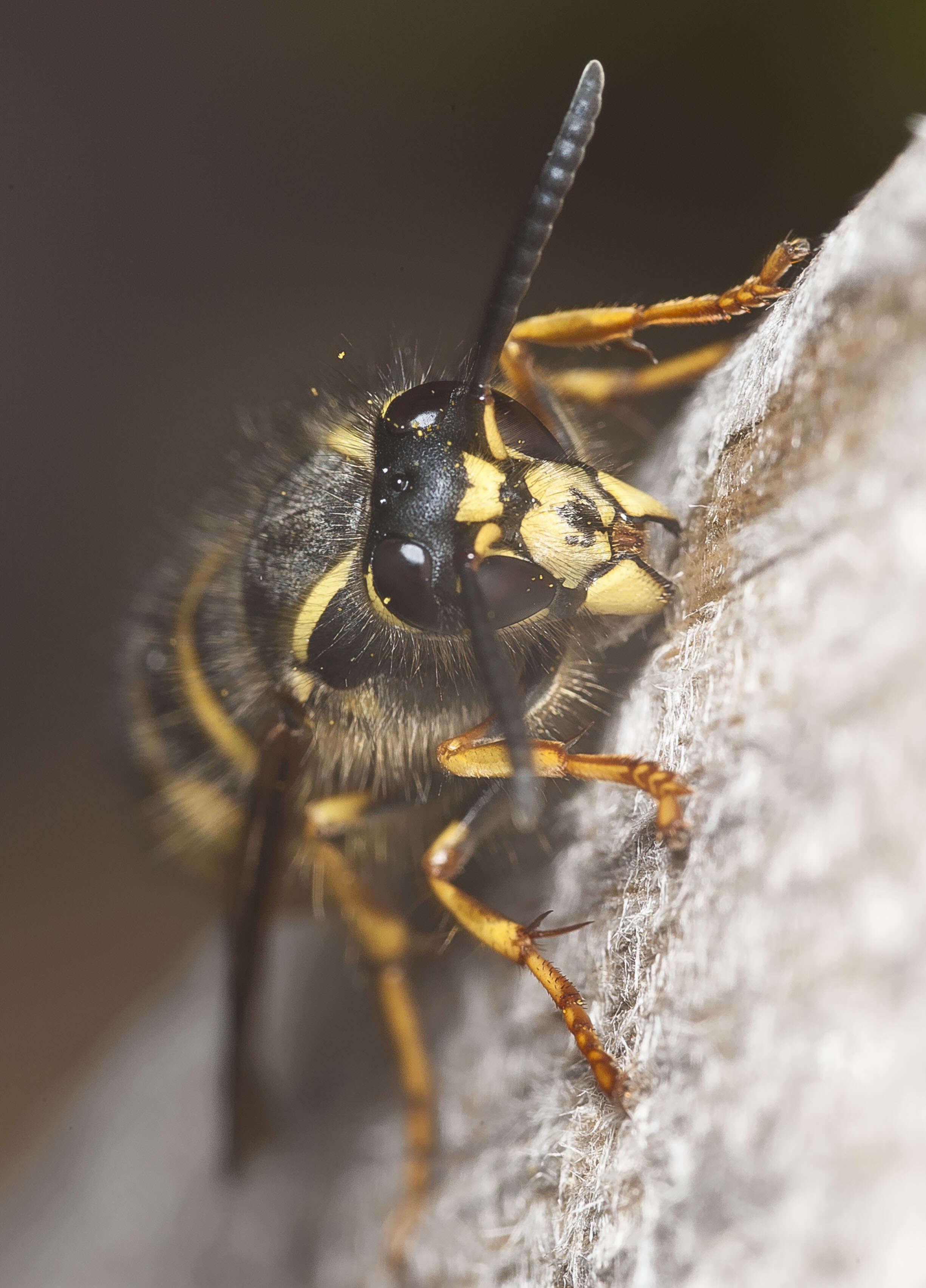 Dolichovespula saxonica (Fabricius 1793)的圖片