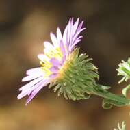 Imagem de Dieteria asteroides var. asteroides