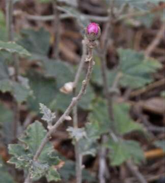 Image of Sphaeralcea mendocina Phil.