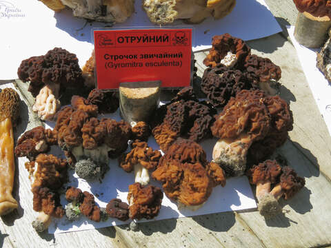 Image of Gyromitra esculenta (Pers.) Fr. 1849