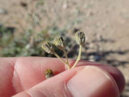 Image of Bahiopsis microphylla (Vasey & Rose) E. E. Schill. & Panero