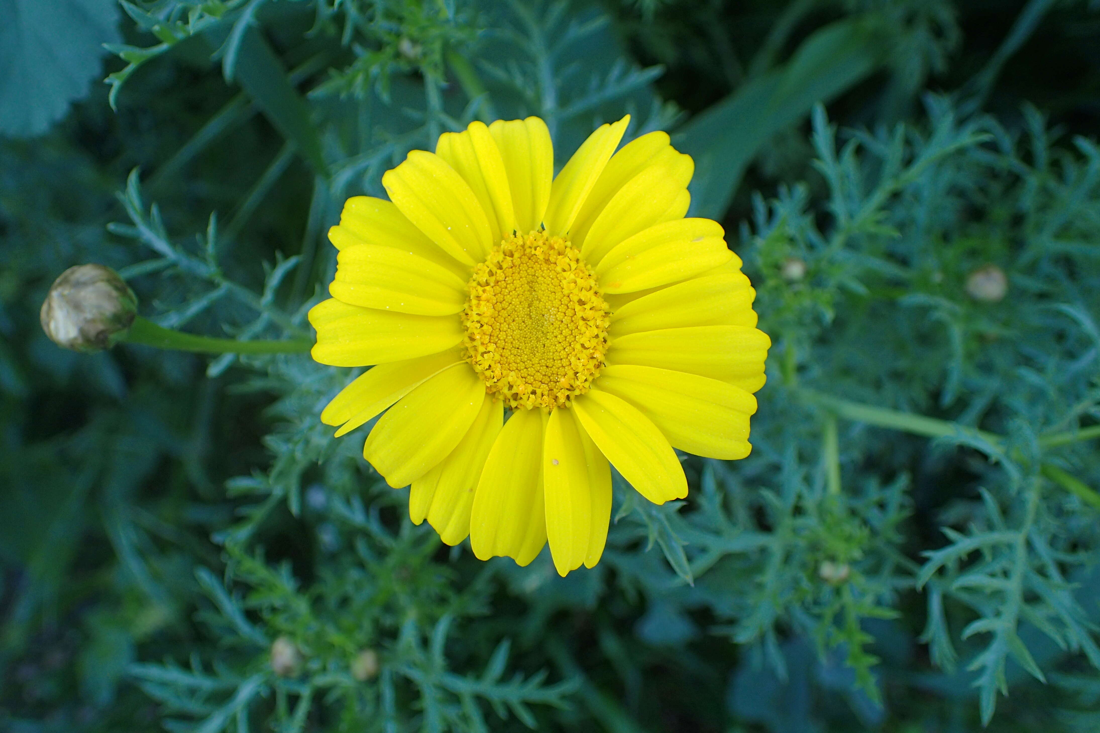 Image of Crown daisy