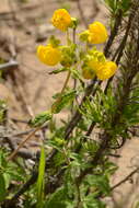 Image of Calceolaria collina Phil.