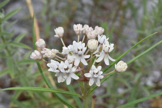 Image of Arizona milkweed