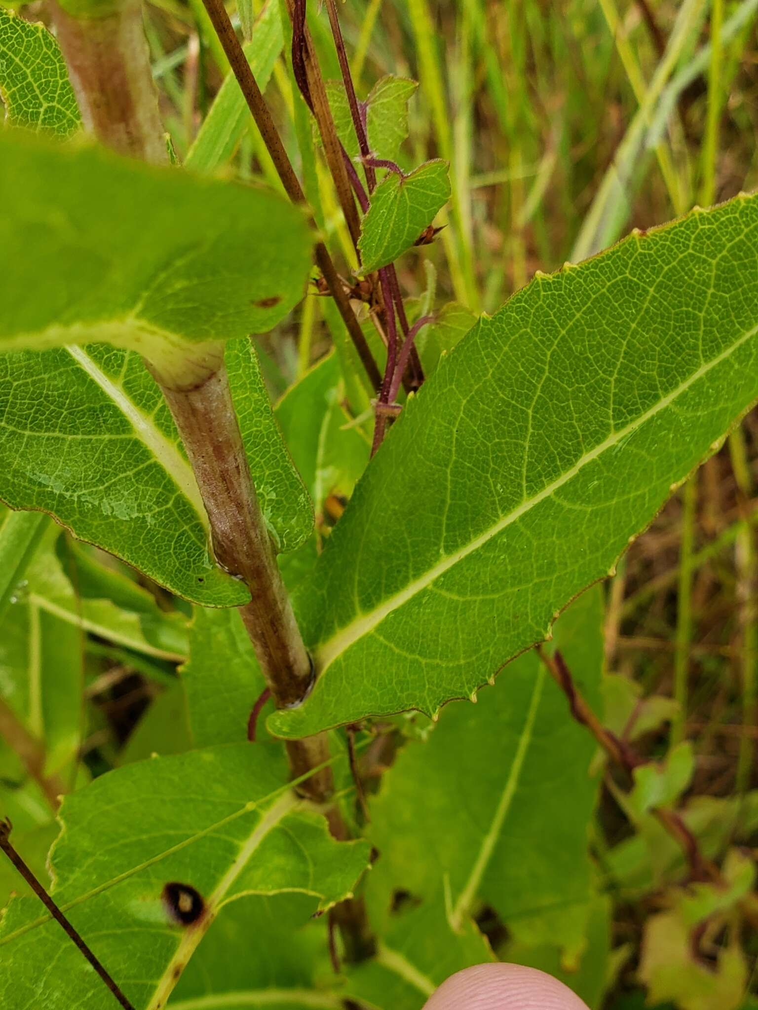 Rudbeckia auriculata (Perdue) Kral resmi