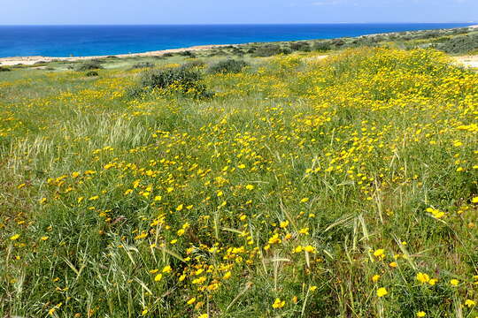 Image of Crown daisy