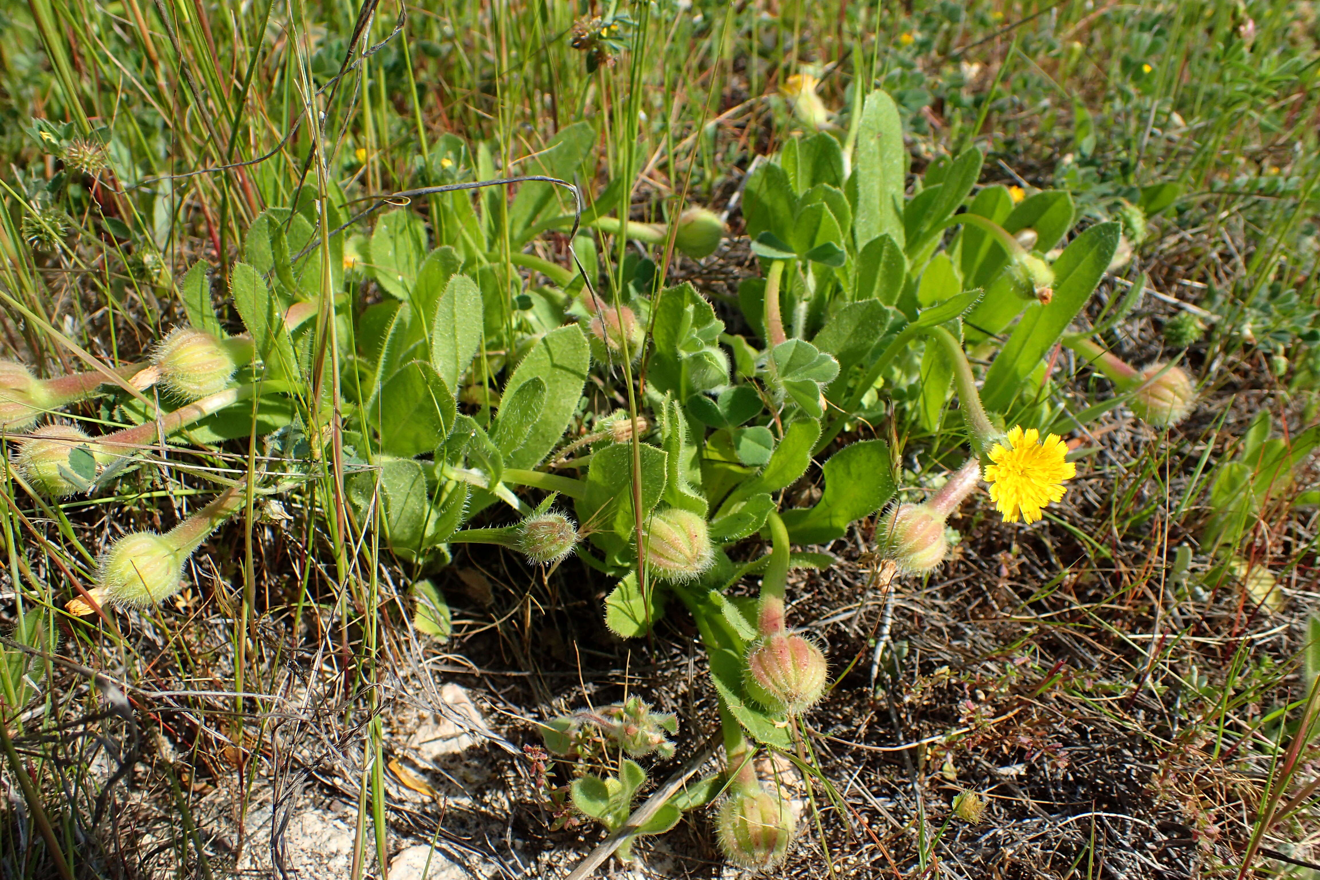 Image of Daisy