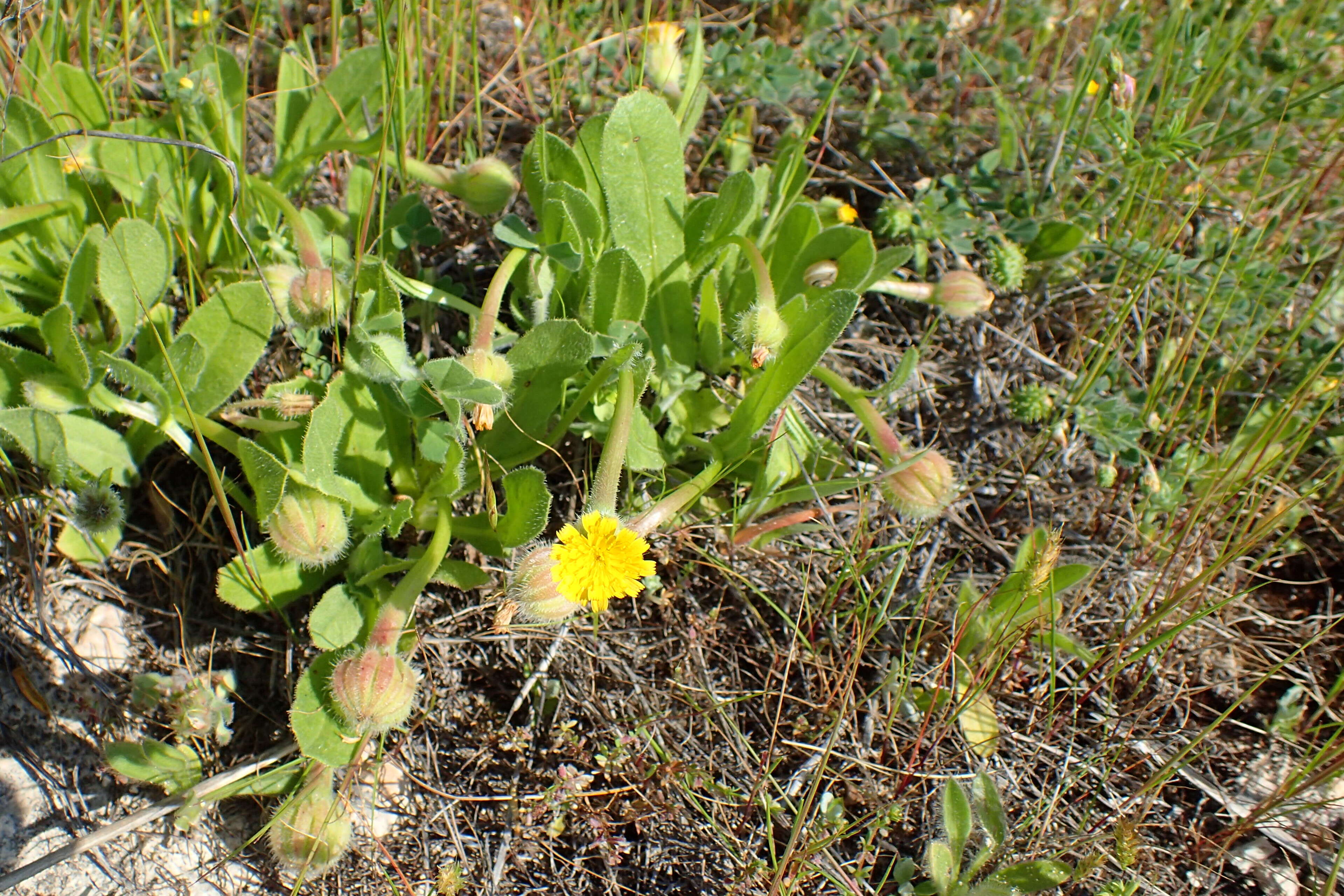 Image of Daisy