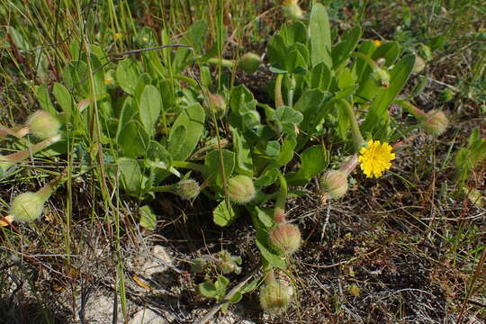 Image of Daisy