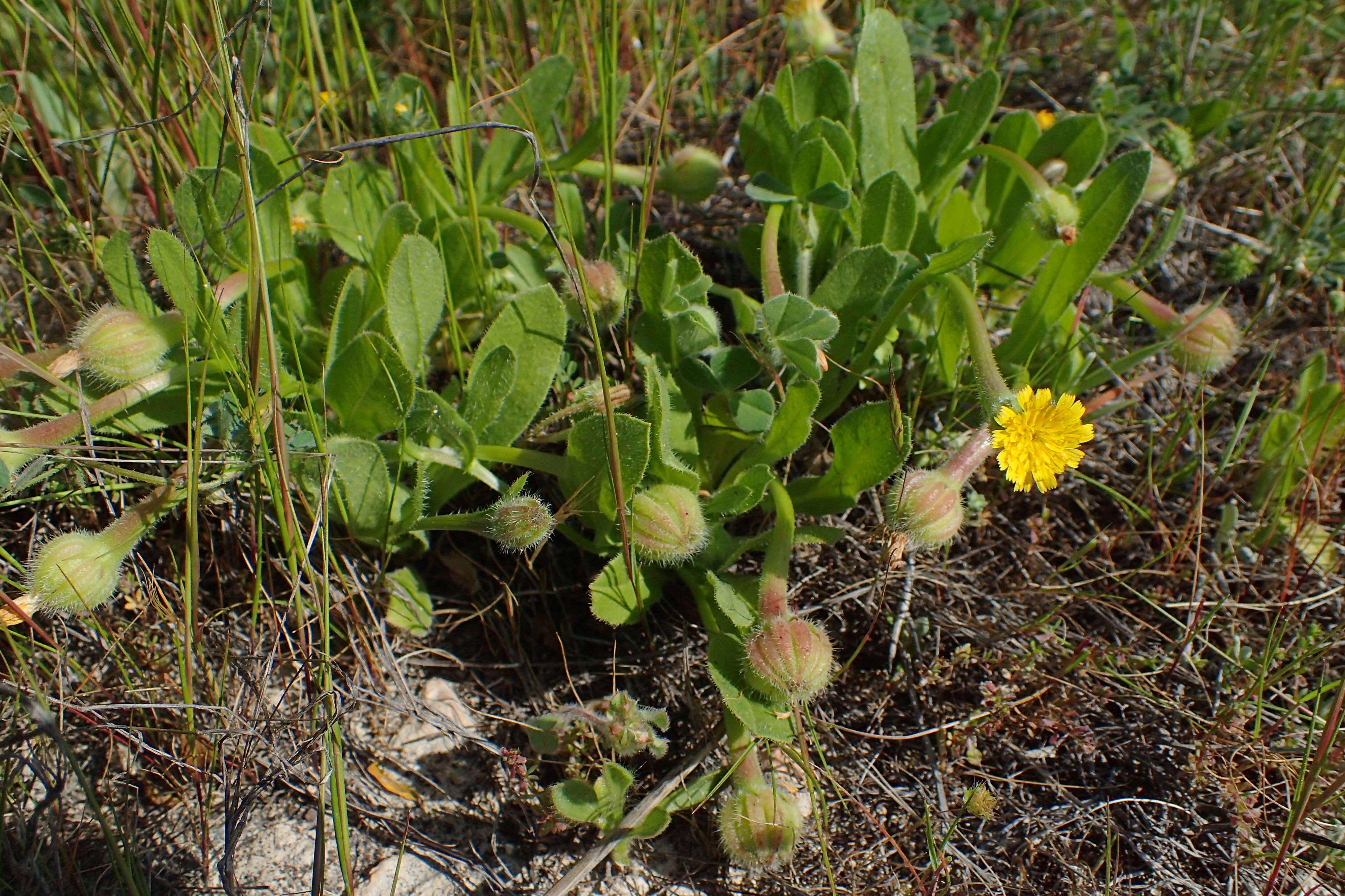 Image of Daisy