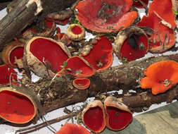 Image of Ruby elfcup