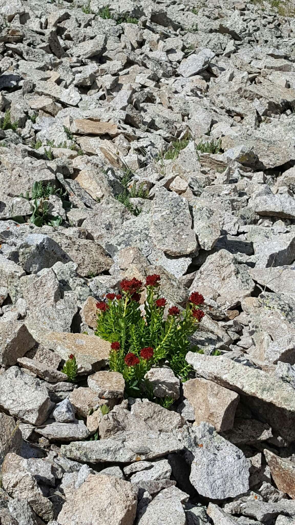 Image of ledge stonecrop